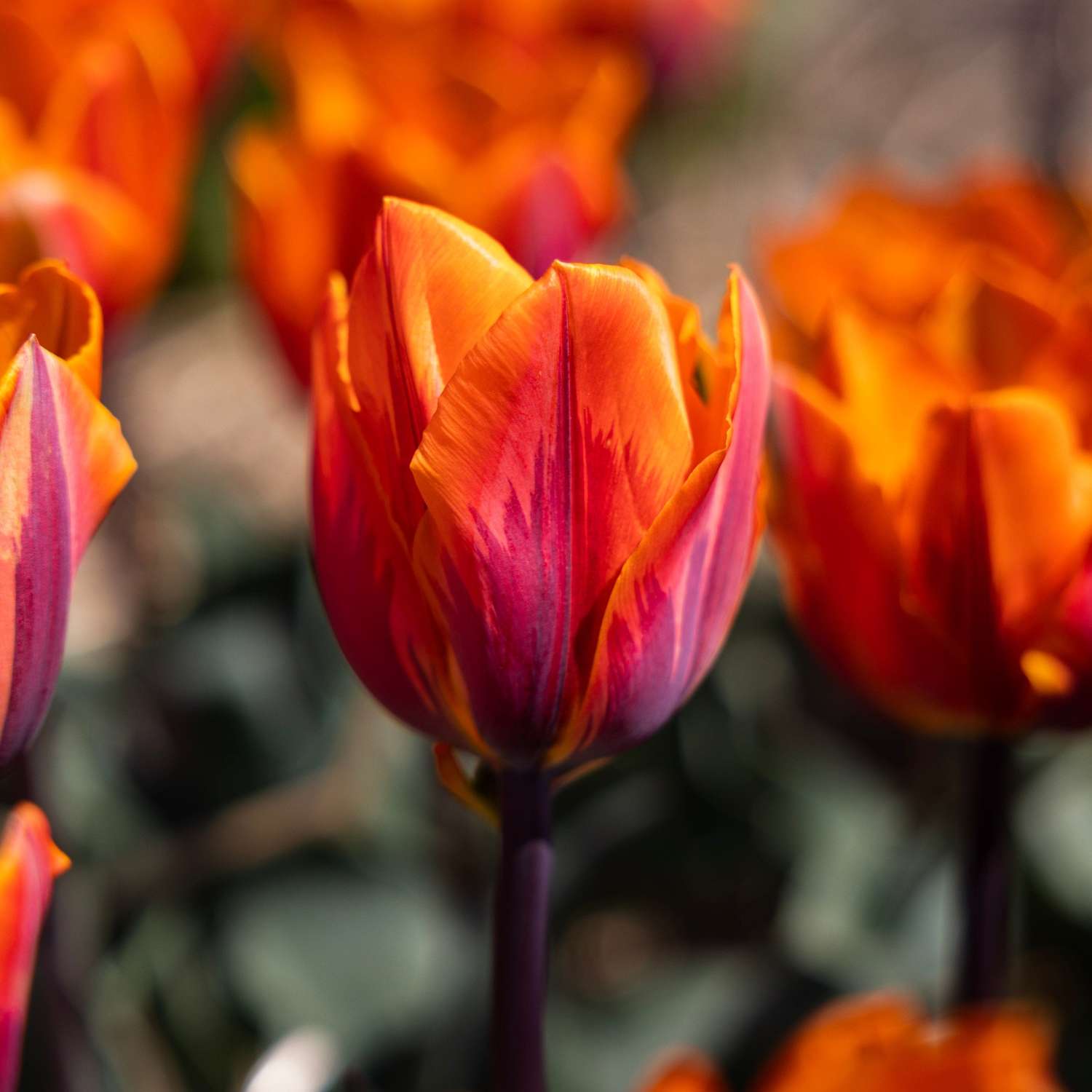 Tulppaani 'Princess Irene'